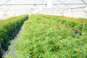 Gobierno Nacional denunció irregularidades en el registro de cannabis medicinal